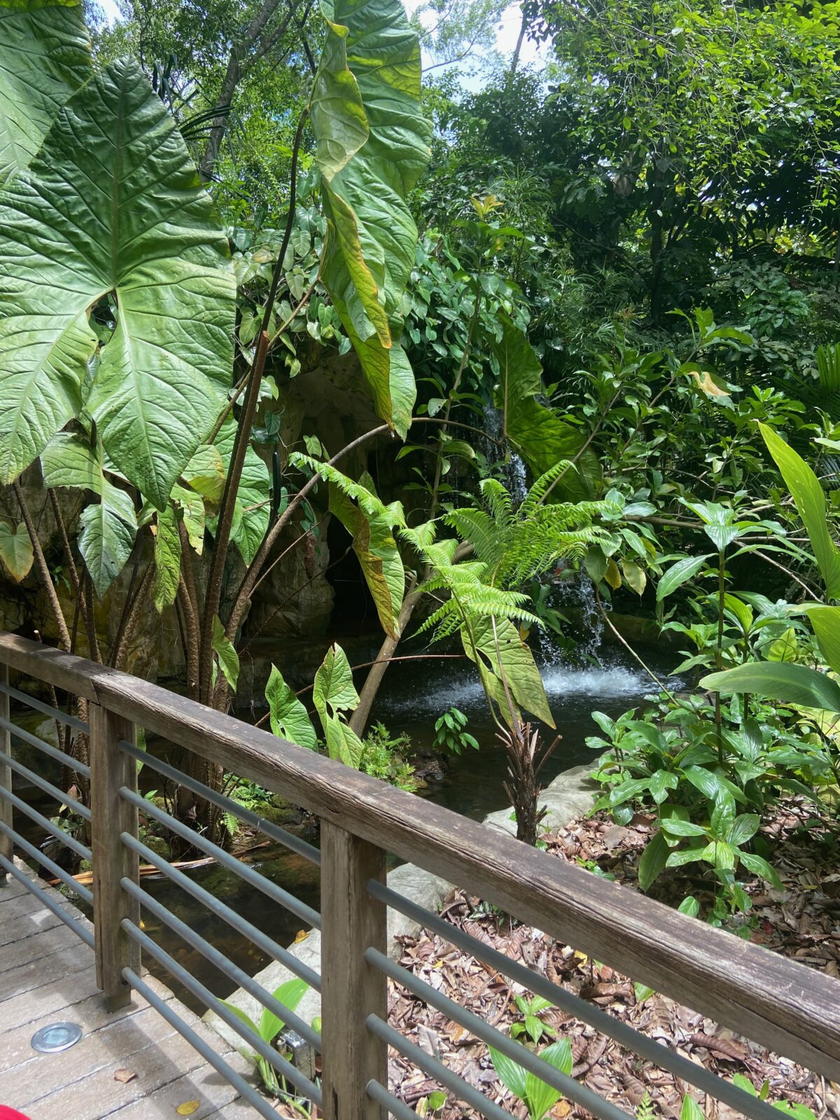 熱帯雨林